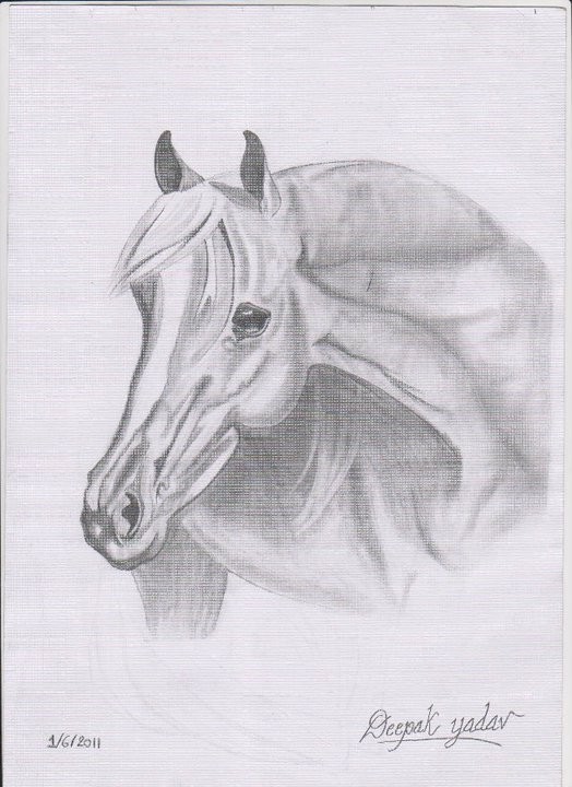 Pencil Sketch Of A Horse - DesiPainters.com