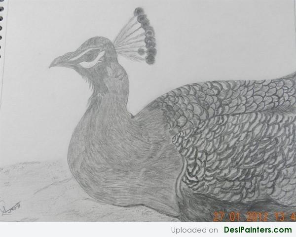 Peacock Sketch - DesiPainters.com