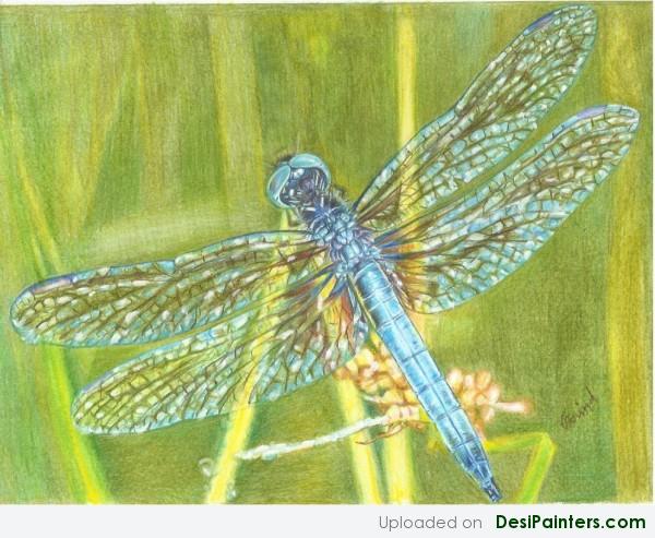 Blue Dasher