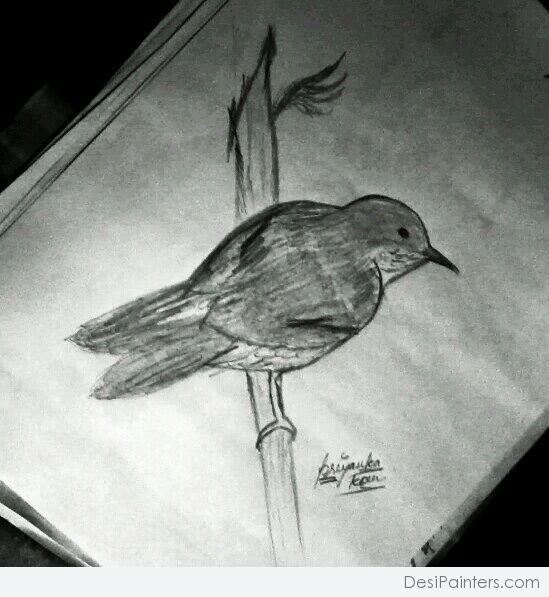 Bird 3D Art Pencil Sketch - DesiPainters.com
