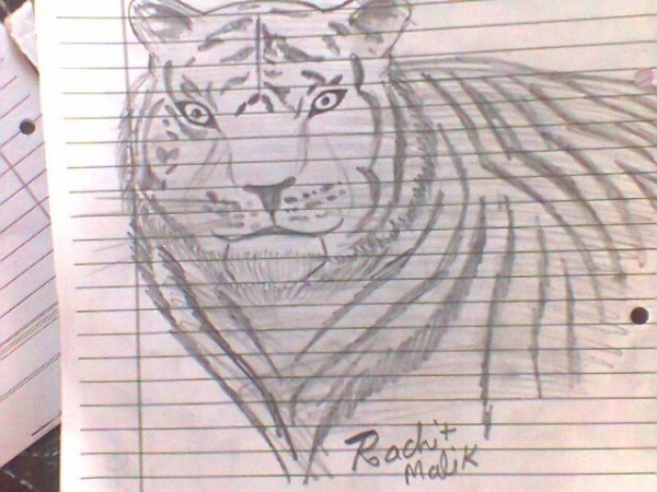 Pencil Sketch Of Save The Tiger - DesiPainters.com
