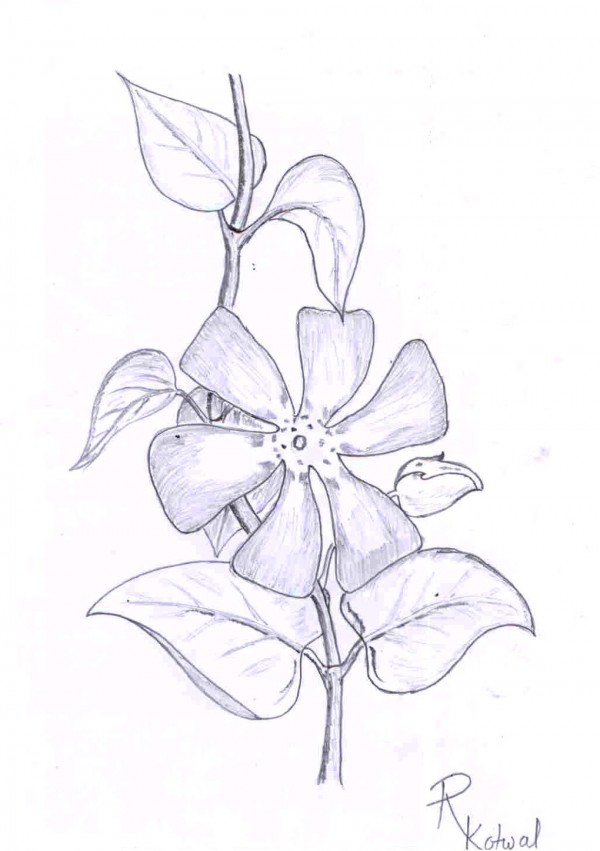 Pencil Sketch Of Flowers