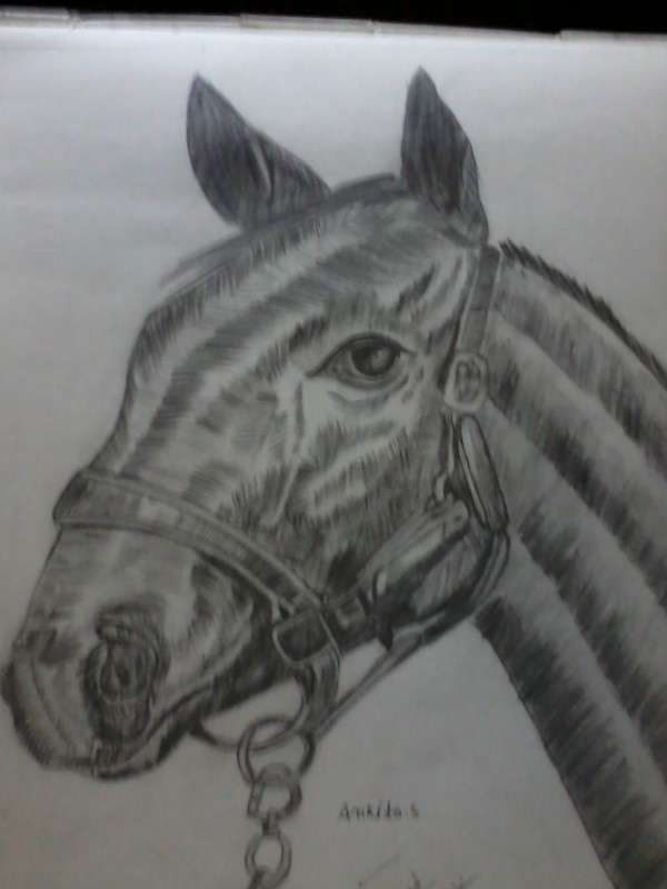 Pencil Sketch Of Horse