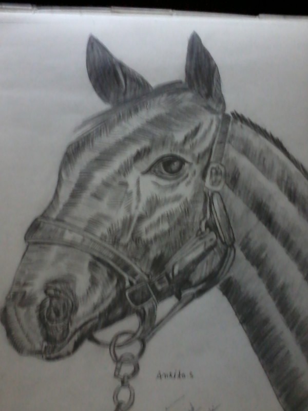 Pencil Sketch Of Horse - DesiPainters.com