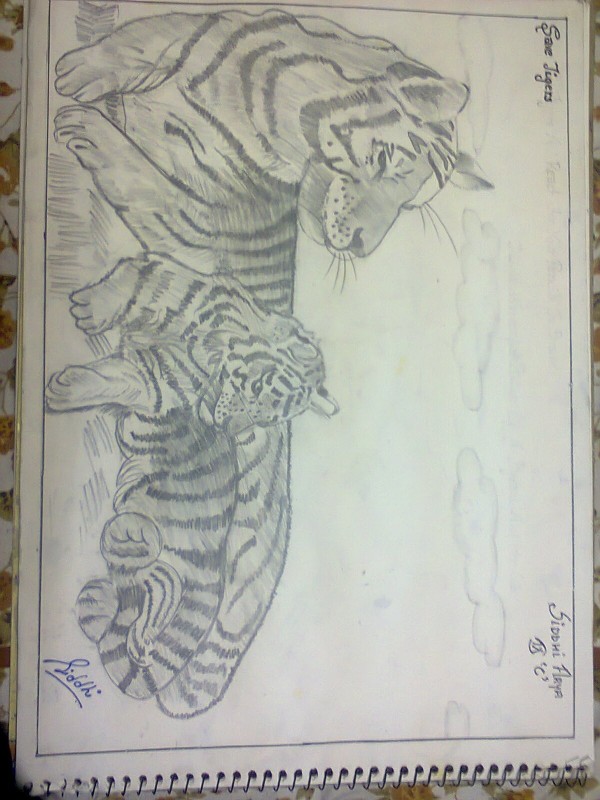 Pencil Sketch Of Tigers - DesiPainters.com