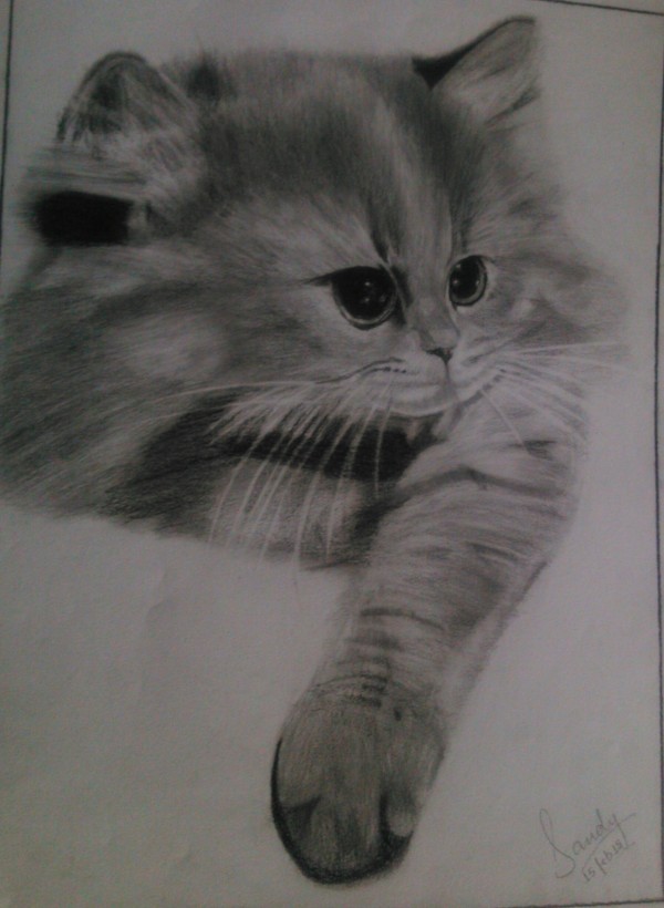 Cute kitty pencil sketch