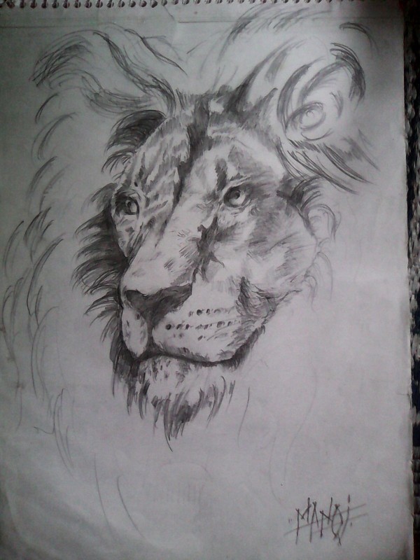 Pencil Sketch Of Lion Head - DesiPainters.com