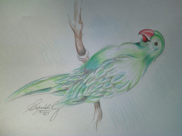 Pencil Color Sketch Of Parrot - DesiPainters.com