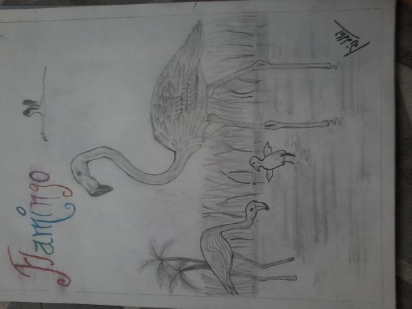 Pencil Sketch Of Flamingo - DesiPainters.com