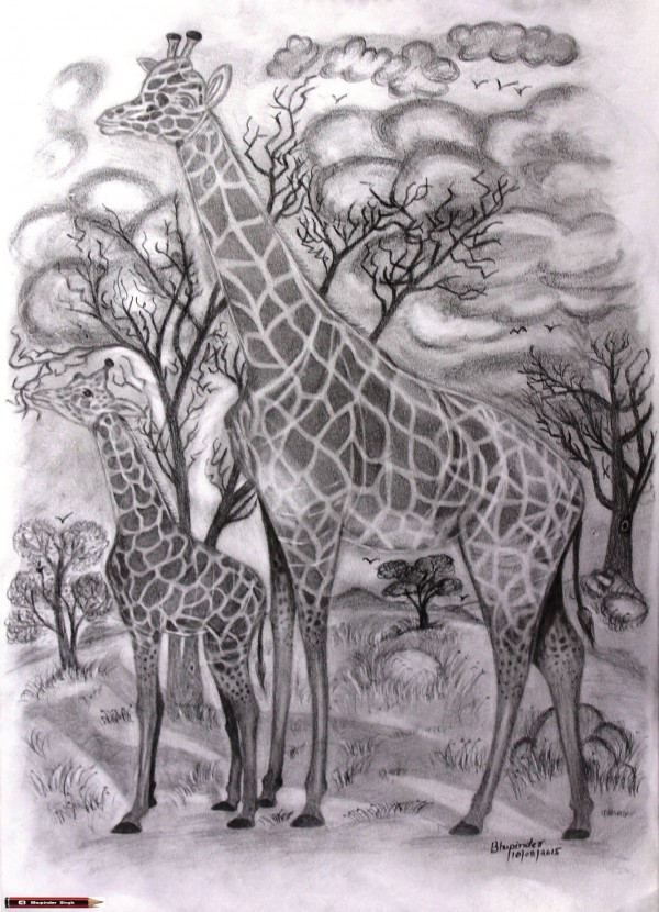 Pencil Sketch Of Giraffe And It's Baby In The Jungle