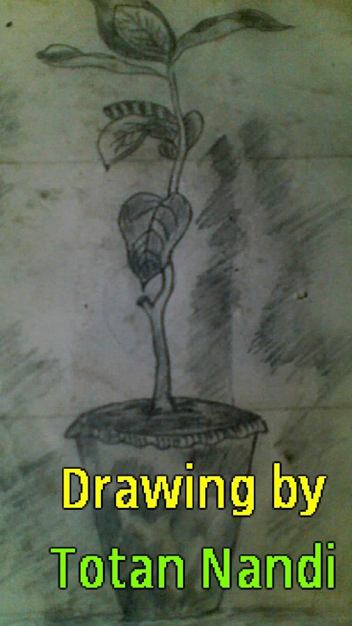 Pencil Sketch Of Tree - DesiPainters.com