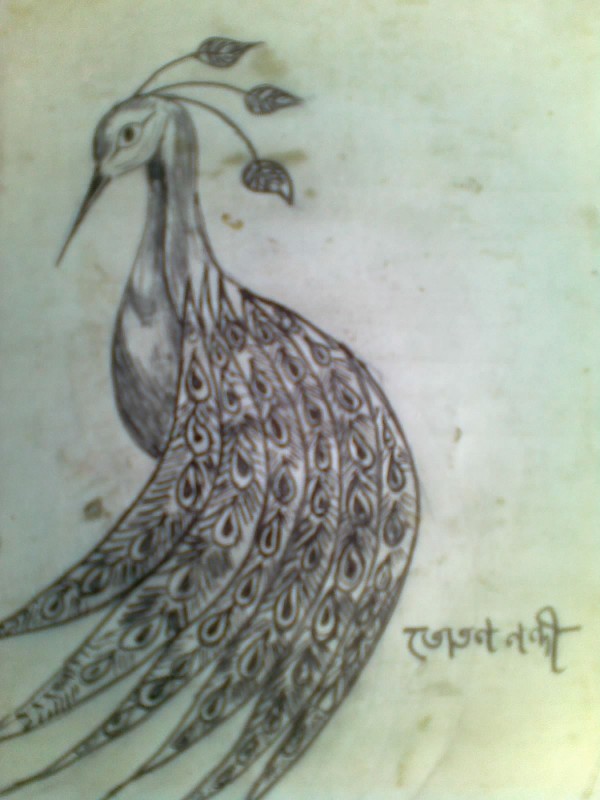 Pencil Sketch Of Peacock - DesiPainters.com