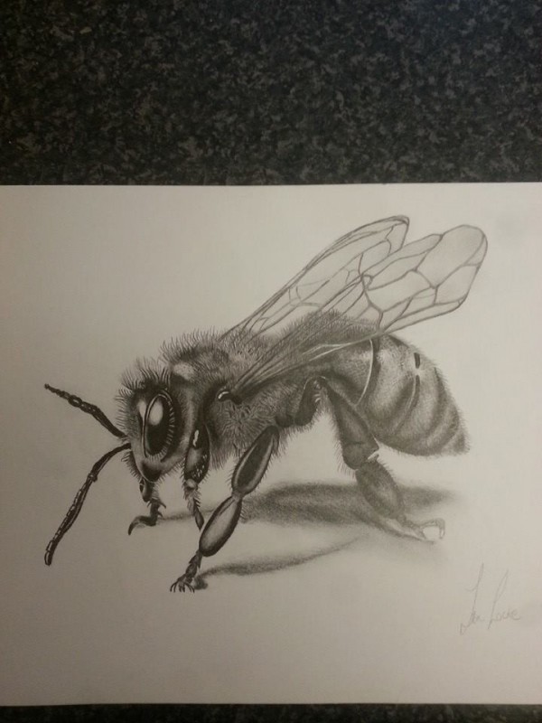 Pencil Sketch Of Bee (Insect)
