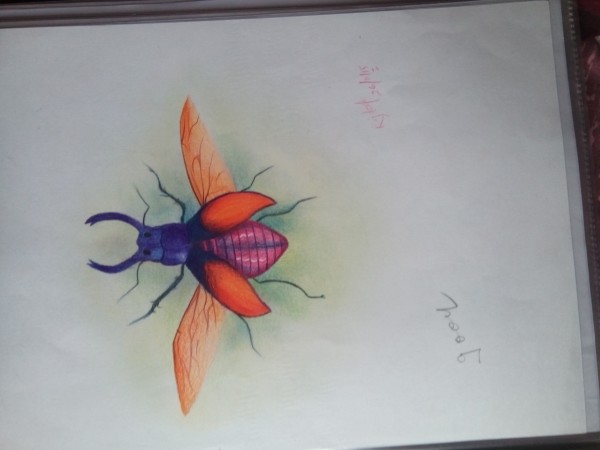 Pencil Color Sketch Of A Beetle Insect 