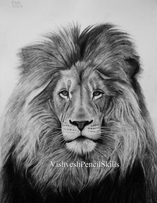 Pencil Sketch Of Lion - DesiPainters.com
