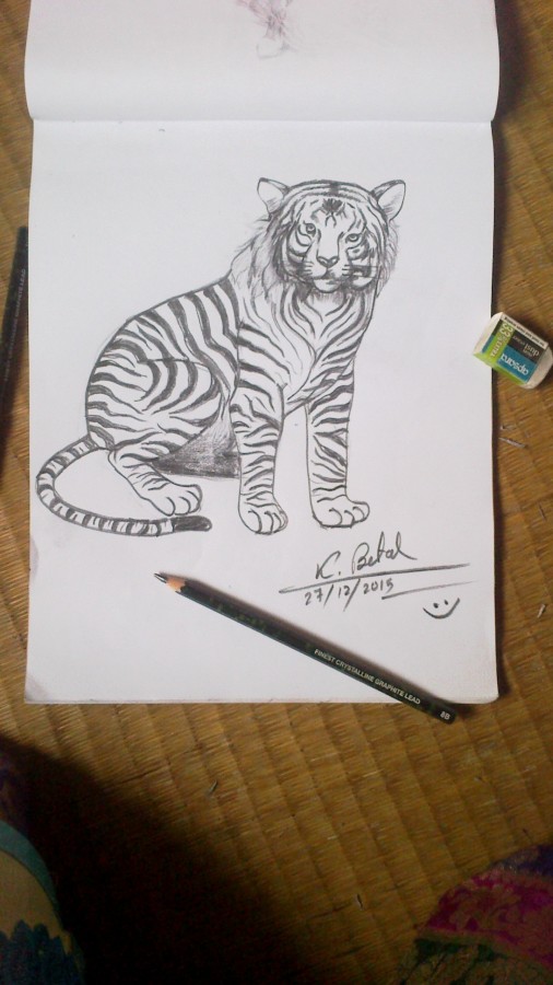 Pencil Sketch Of Tiger - DesiPainters.com