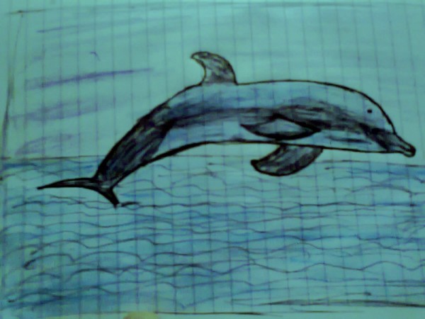 Pencil Sketch Of Blue Shark - DesiPainters.com