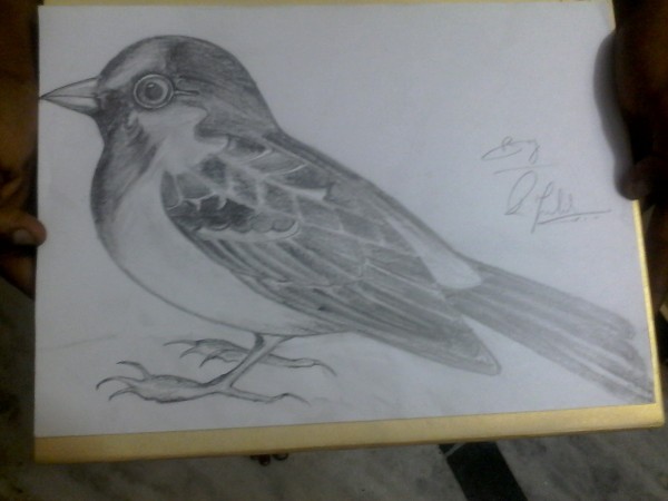 Pencil Sketch Of Sparrow - DesiPainters.com