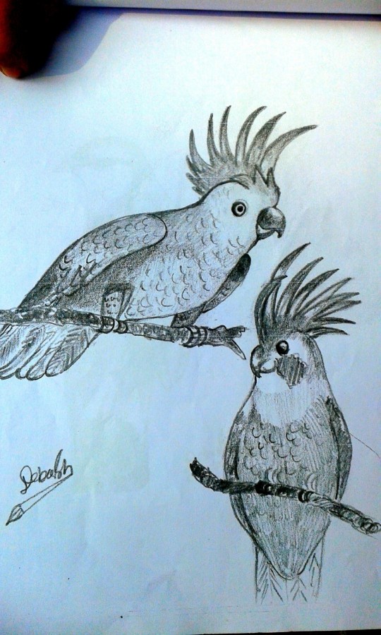 Pencil Sketch Of Parrots - DesiPainters.com