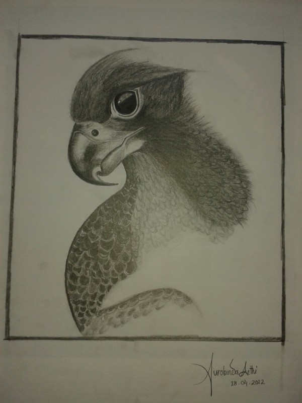 Pencil Sketch Of Bird - DesiPainters.com