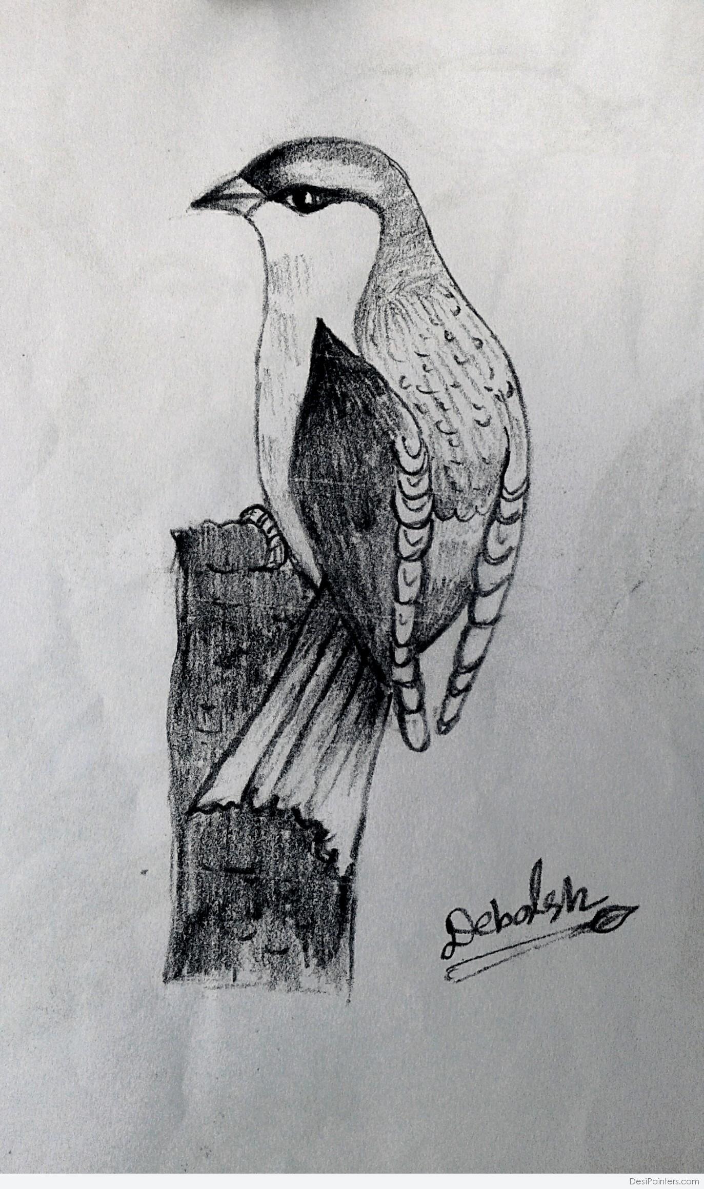 Bird drawing w/ Color Pencils by xereith on DeviantArt