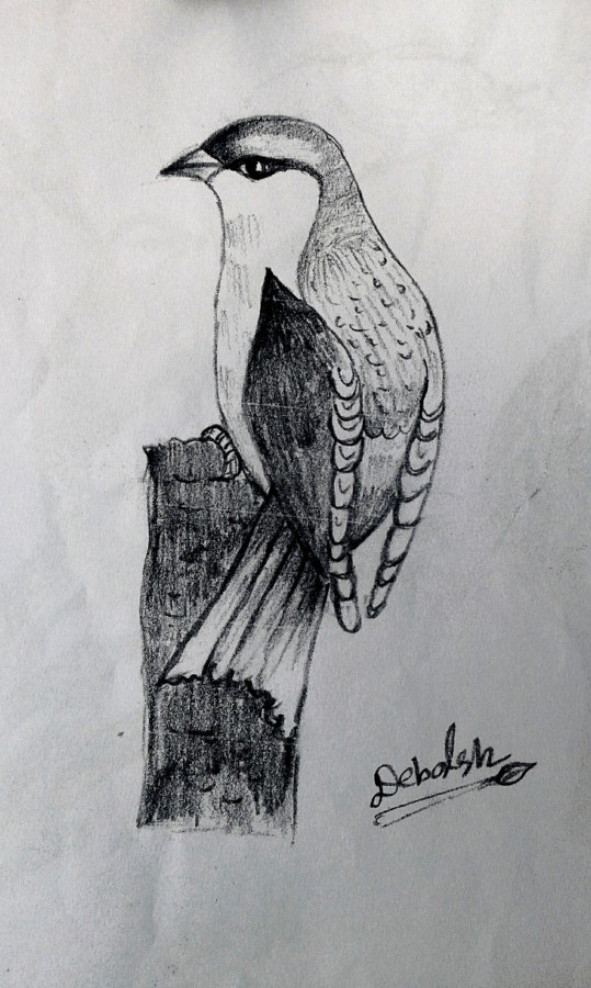 Pencil Sketch Of Bird - DesiPainters.com