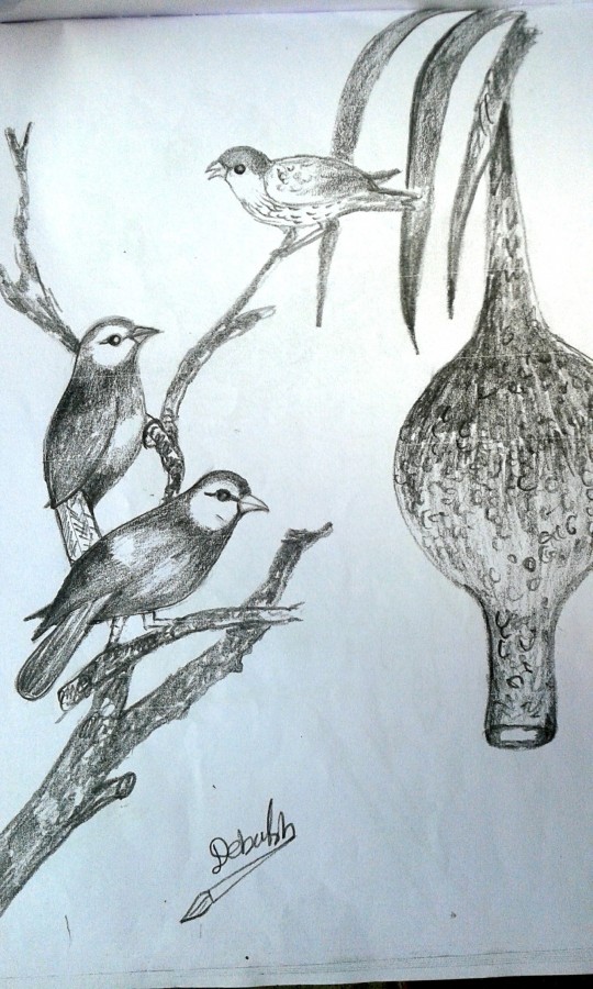 Pencil Sketch Of Birds By Debasish - DesiPainters.com
