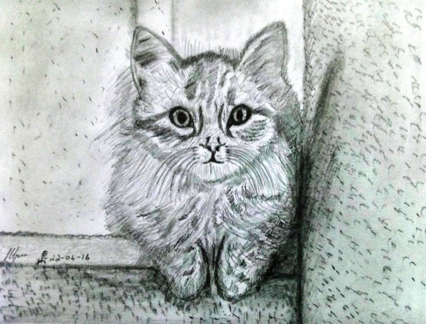 Pencil Sketch of Puzzy Cat - DesiPainters.com