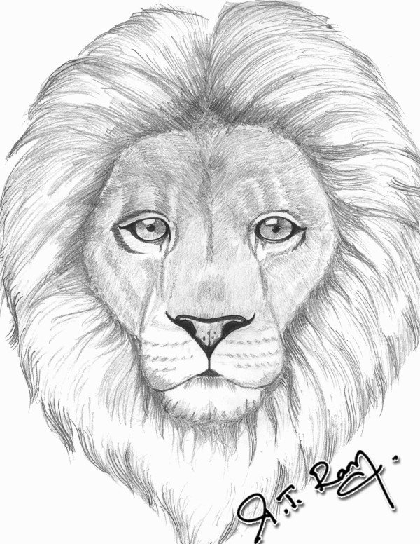 Pencil Sketch of Lion - DesiPainters.com