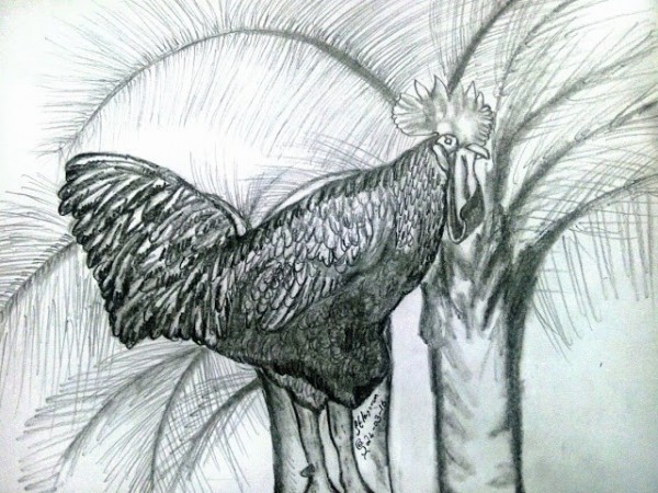 Pencil Sketch of Rooster - DesiPainters.com