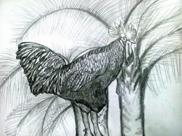 Pencil Sketch of Rooster - DesiPainters.com