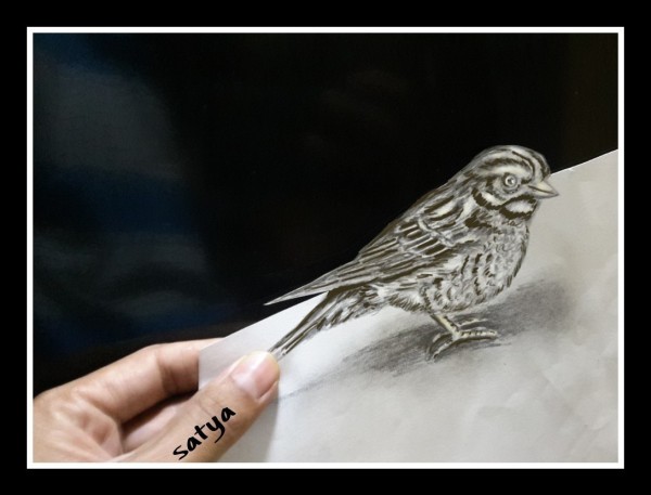 Pencil Sketch of Sparrow - DesiPainters.com