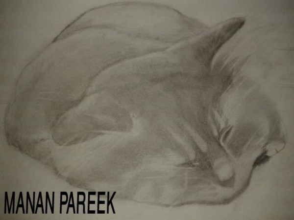 Pencil Sketch of Sleepy Cat - DesiPainters.com