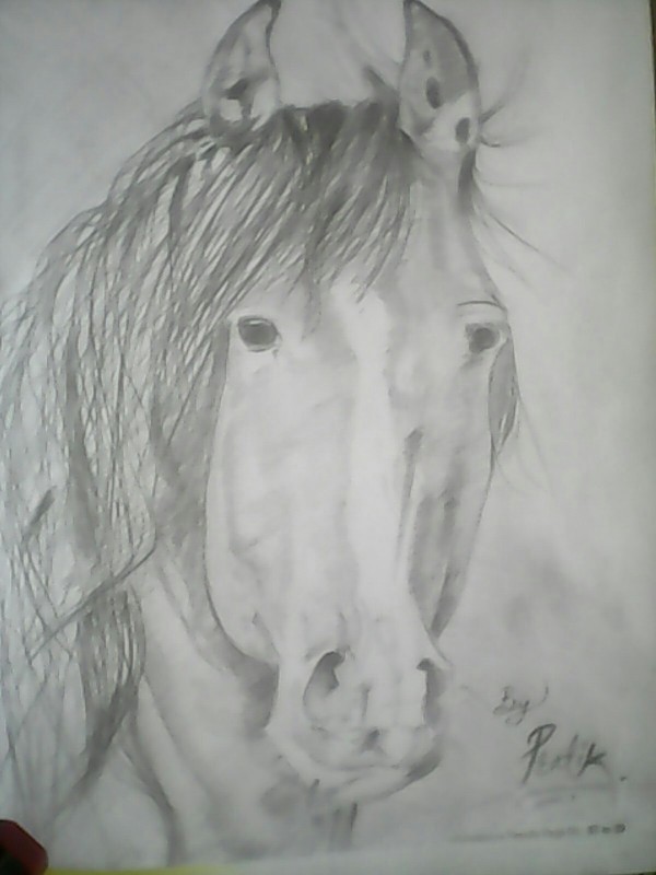 Pencil Sketch Horse Tattoo - DesiPainters.com