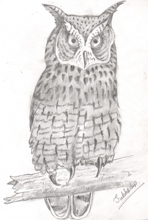 Sweet Pencil Sketch Of Owl - DesiPainters.com