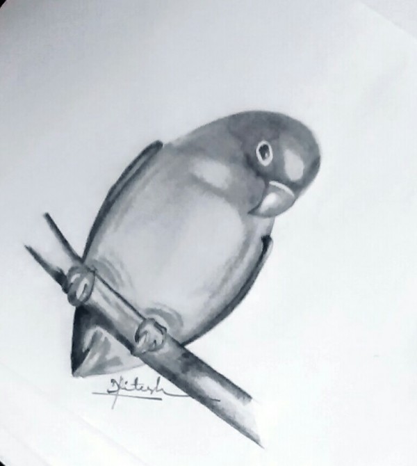 Lovely Pencil Sketch Of Bird By Nithesh - DesiPainters.com