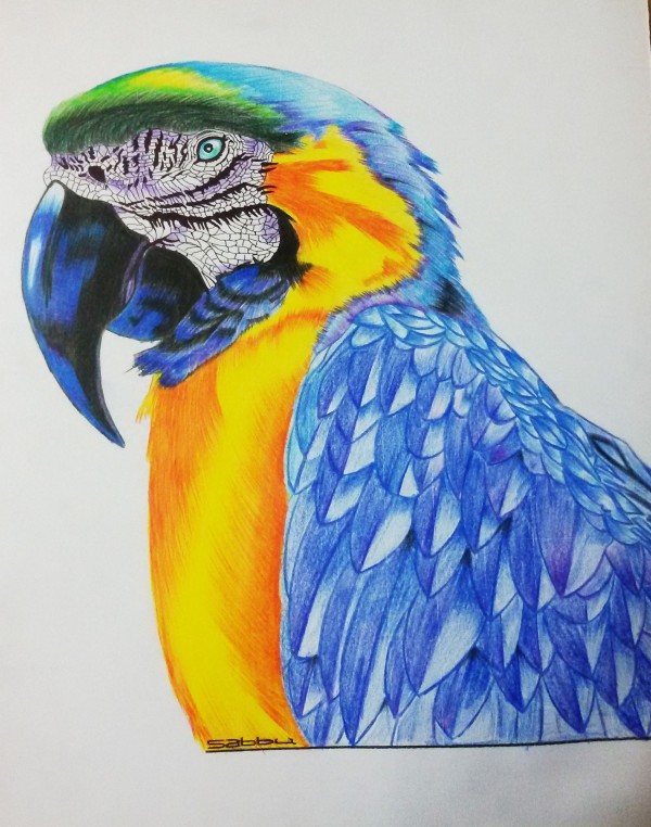Amazing Pencil Sketch Of Macaw - DesiPainters.com