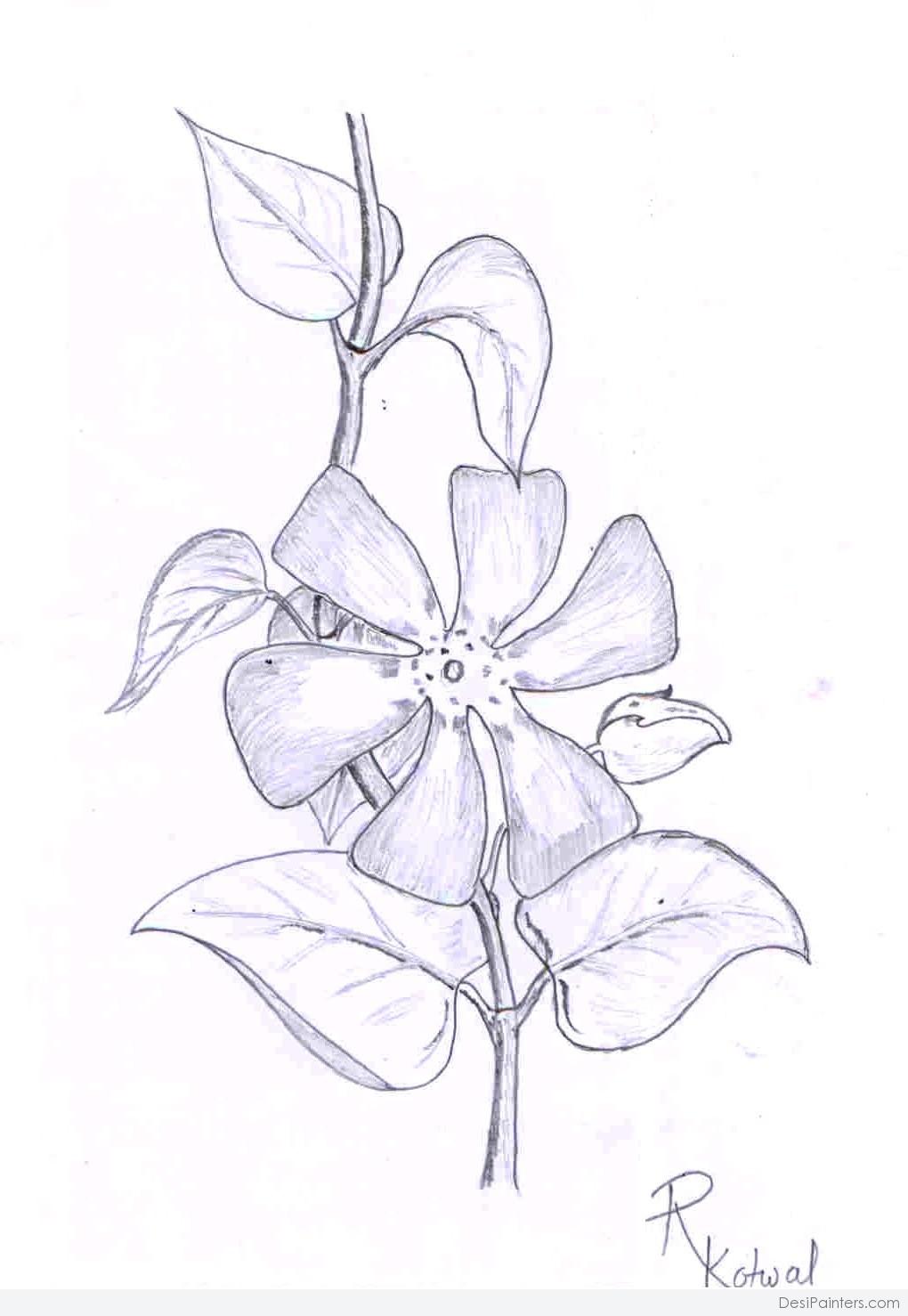 Epiphyllum cactus flowers. Pencil drawing 8-23-23 Greeting Card by Sofia  Goldberg