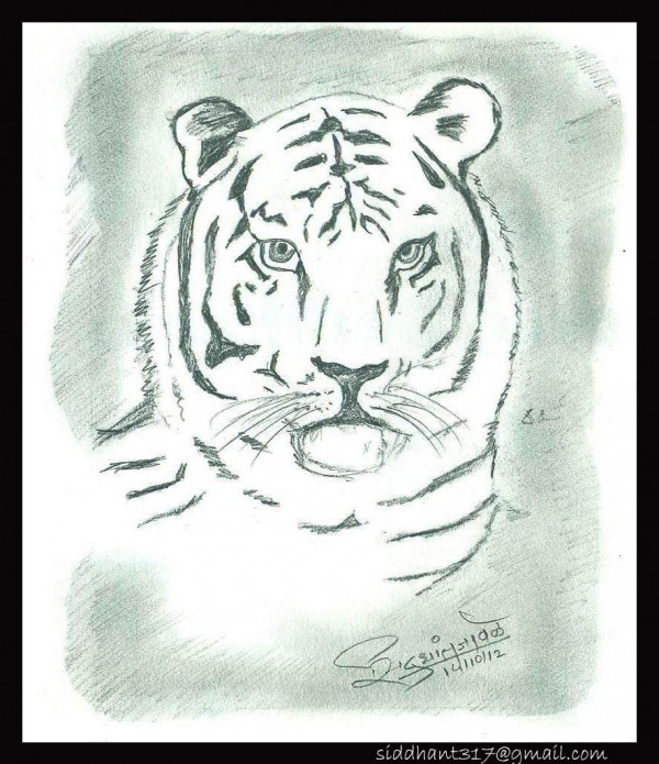 Pencil Sketch Of Tiger - DesiPainters.com