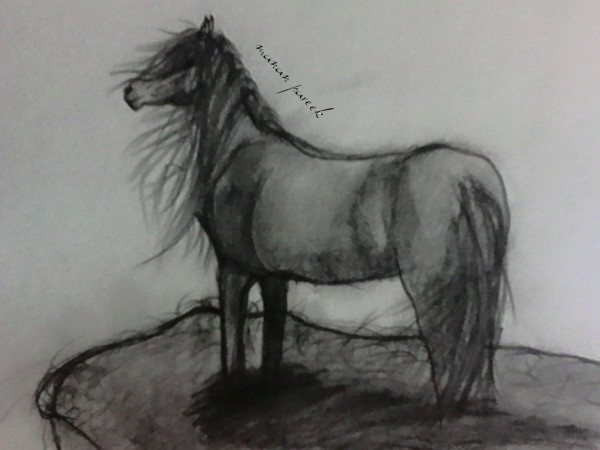 Pencil Sketch Of Mustang Horse - DesiPainters.com