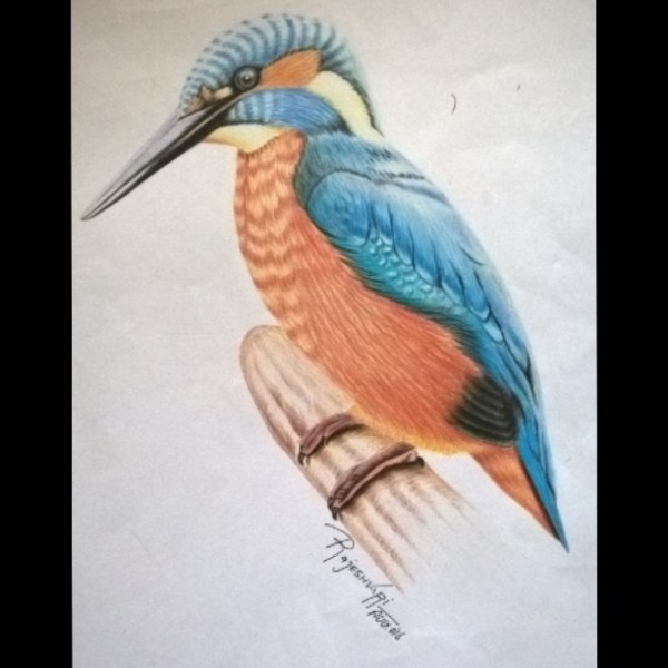Pencil Color Art of Bird
