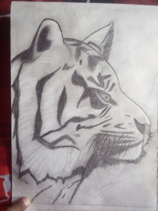 Pencil Sketch of Tiger - DesiPainters.com