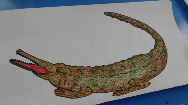Pencil Color Sketch of Crocodile - DesiPainters.com