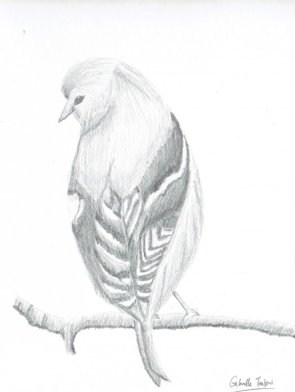 Small Bird, Pencil Drawing - Joyce's Art - Drawings & Illustration,  Animals, Birds, & Fish, Birds, Other Birds - ArtPal