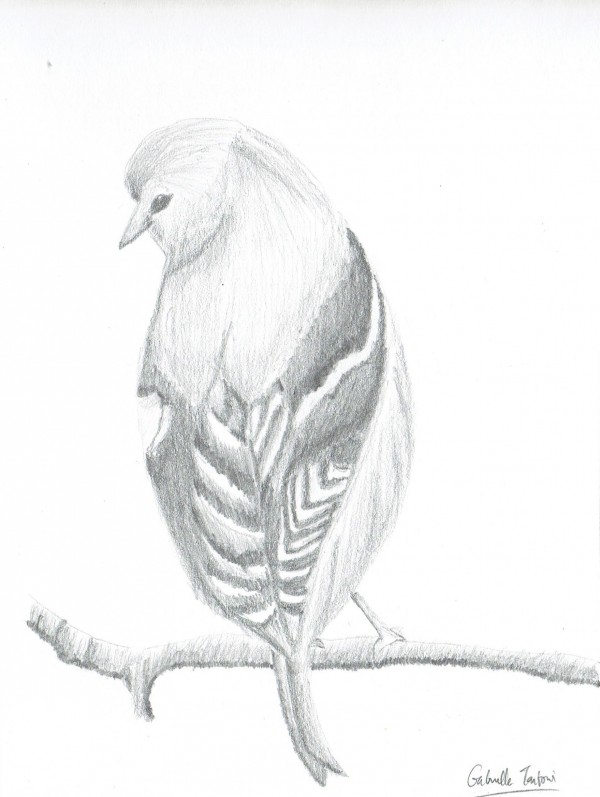 Pencil Sketch of Bird - DesiPainters.com