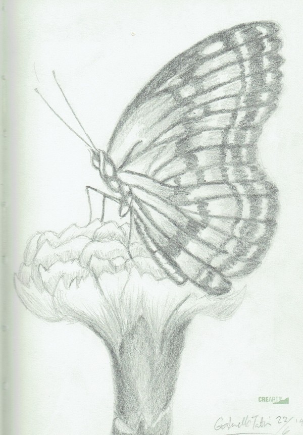 Pencil Sketch of Butterfly