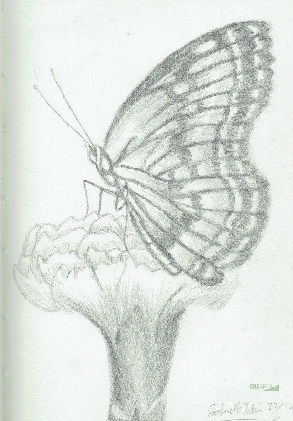 Pencil Sketch of Butterfly - DesiPainters.com