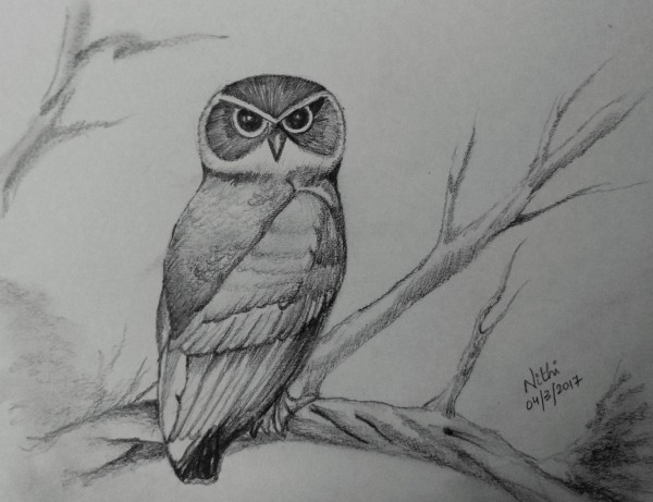 Pencil Sketch of Owl - DesiPainters.com