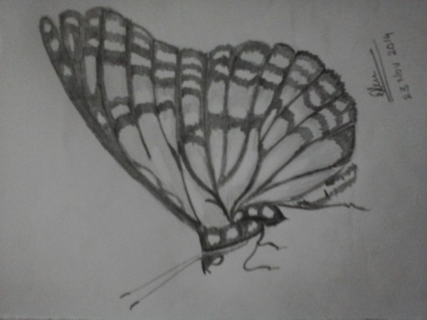 Pencil Sketch of Butterfly - DesiPainters.com