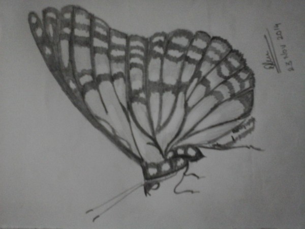 Pencil Sketch of Butterfly